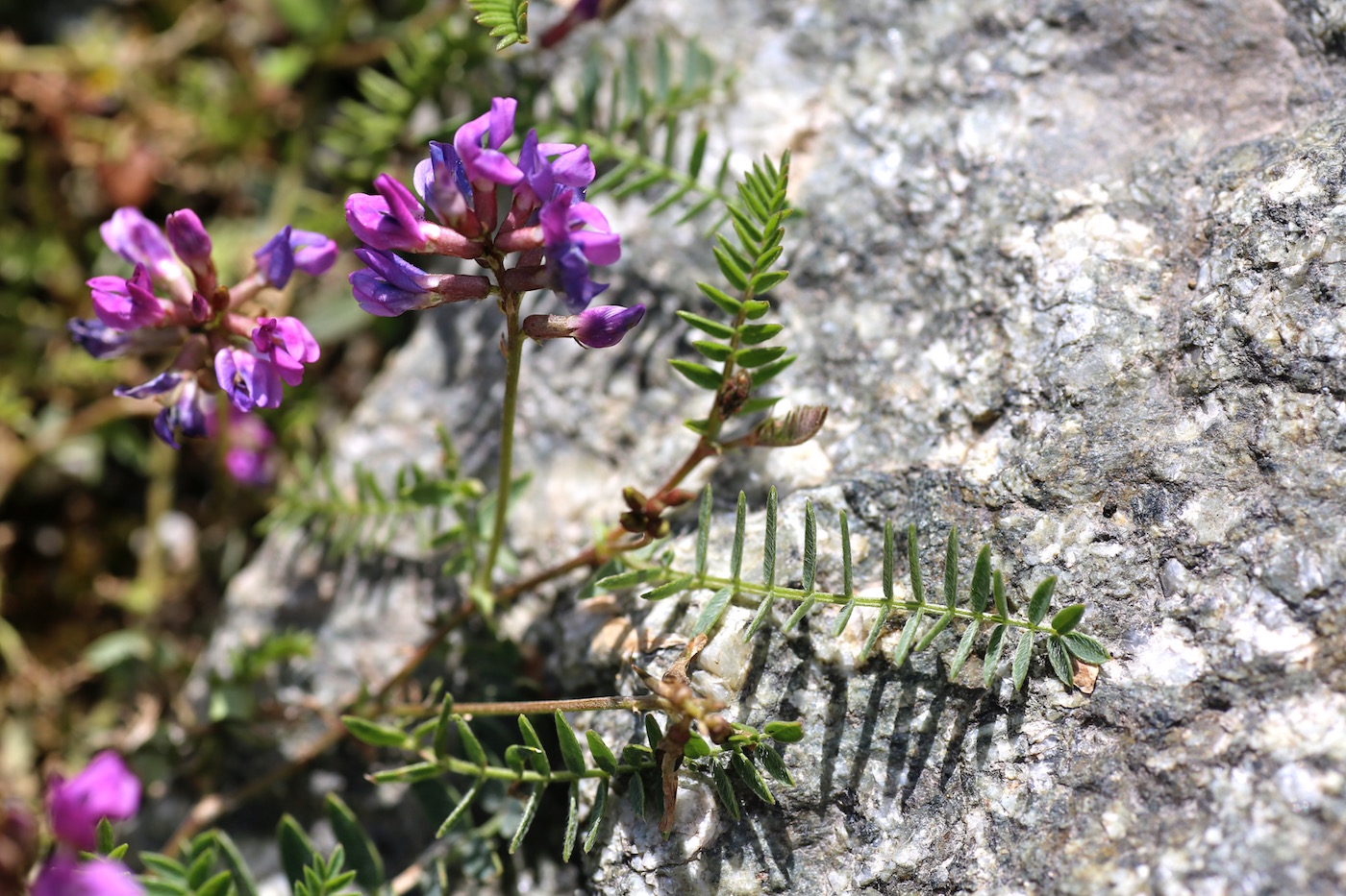 Изображение особи Oxytropis glabra.