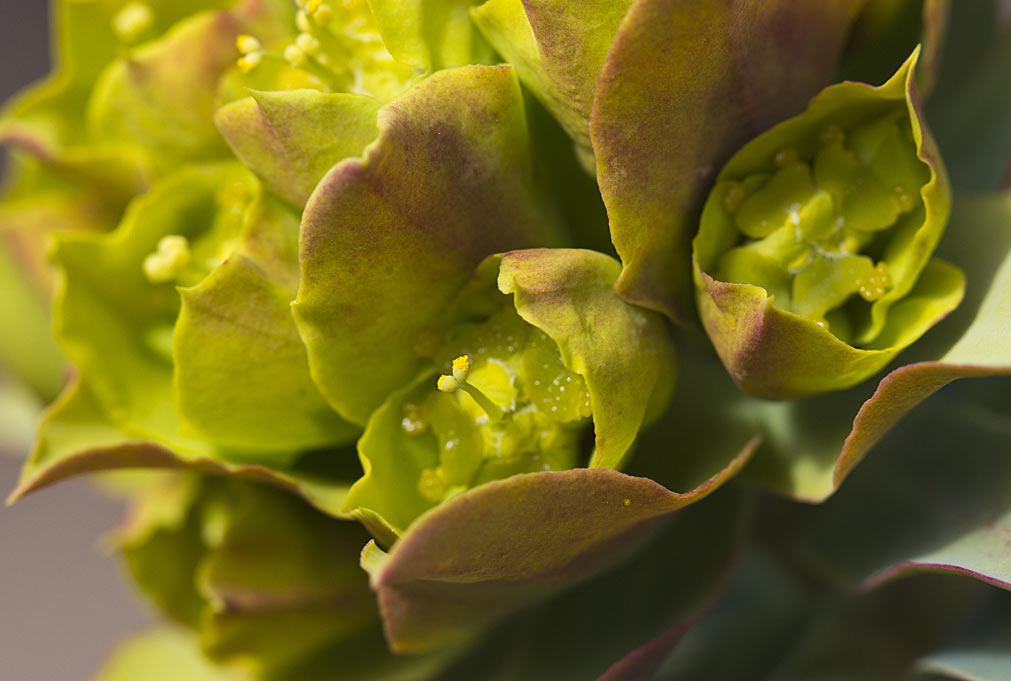 Image of Euphorbia rigida specimen.