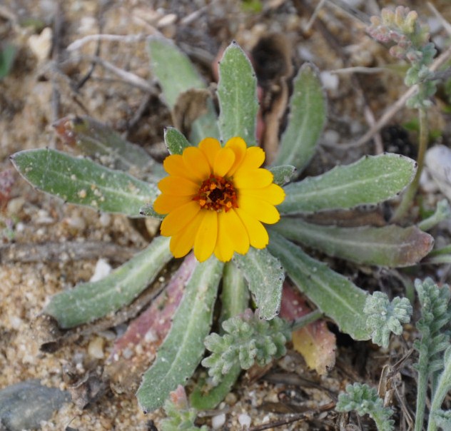 Изображение особи Calendula bicolor.