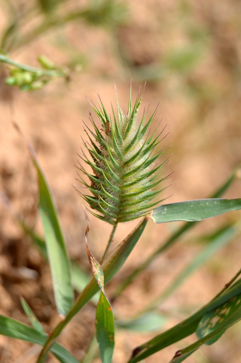 Image of Eremopyrum orientale specimen.