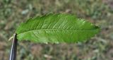 Spiraea salicifolia