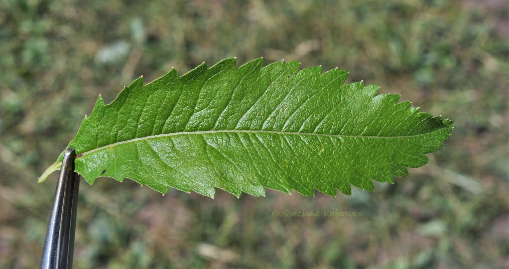 Image of Spiraea salicifolia specimen.