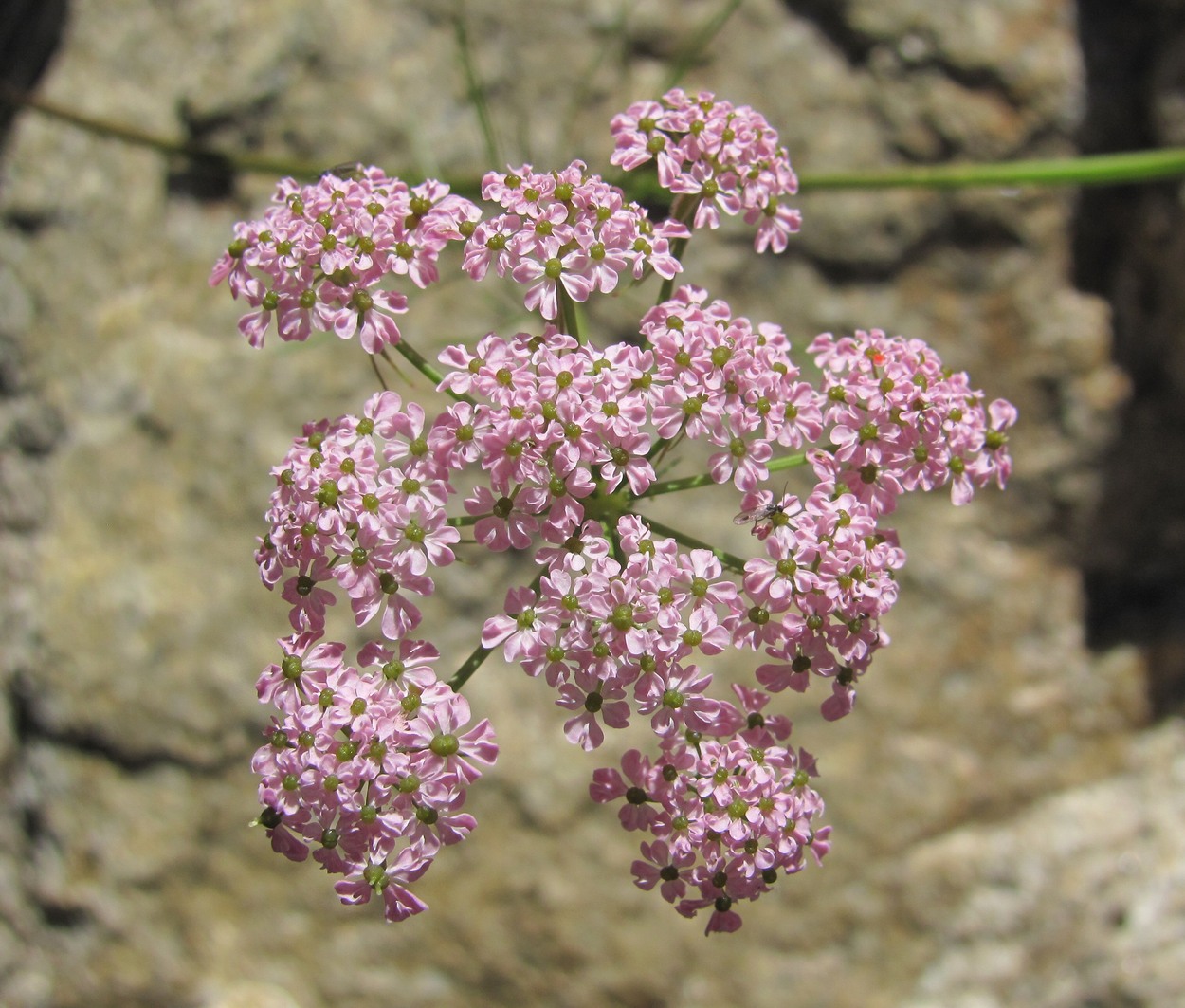 Изображение особи Chaerophyllum millefolium.