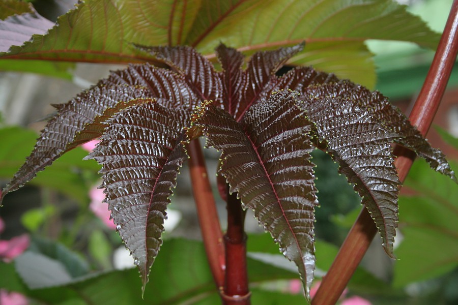 Image of Ricinus communis specimen.