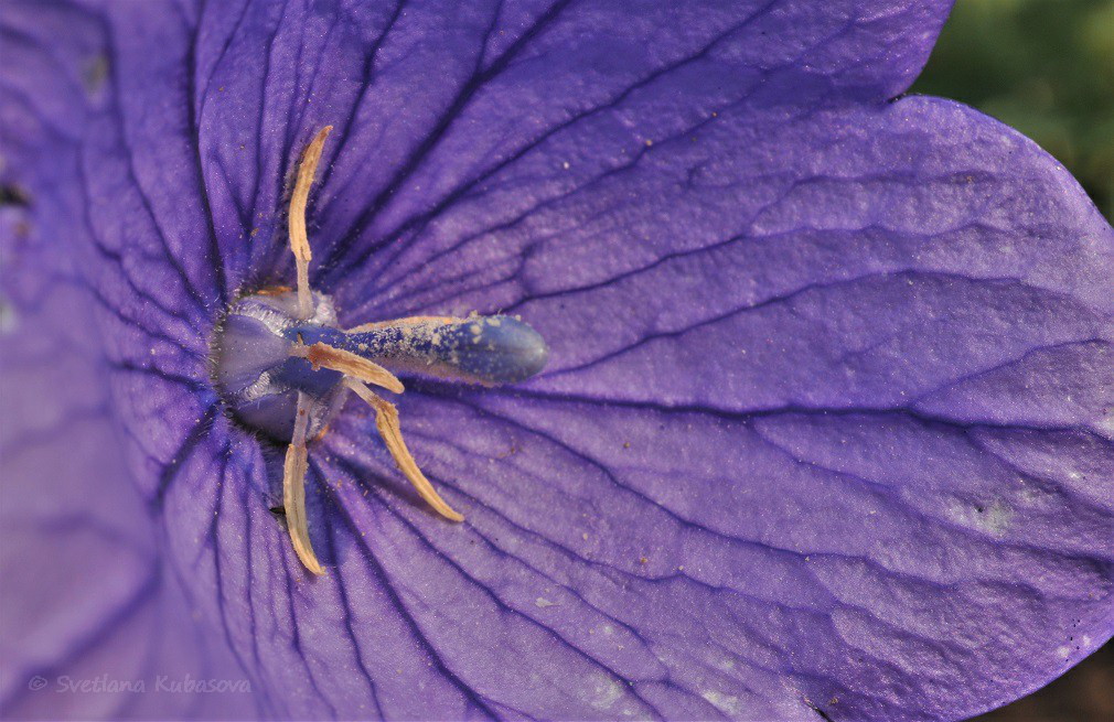 Image of Platycodon grandiflorus specimen.