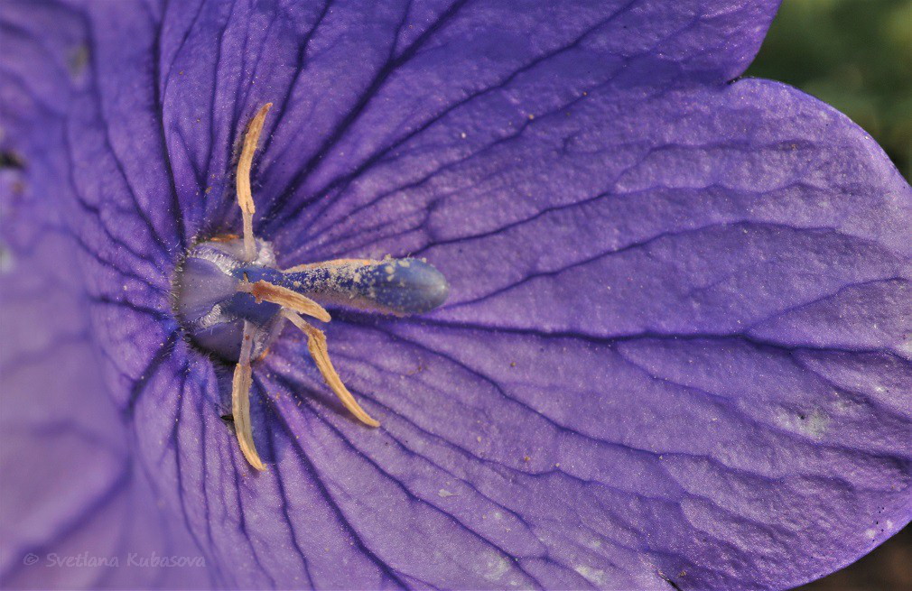 Изображение особи Platycodon grandiflorus.