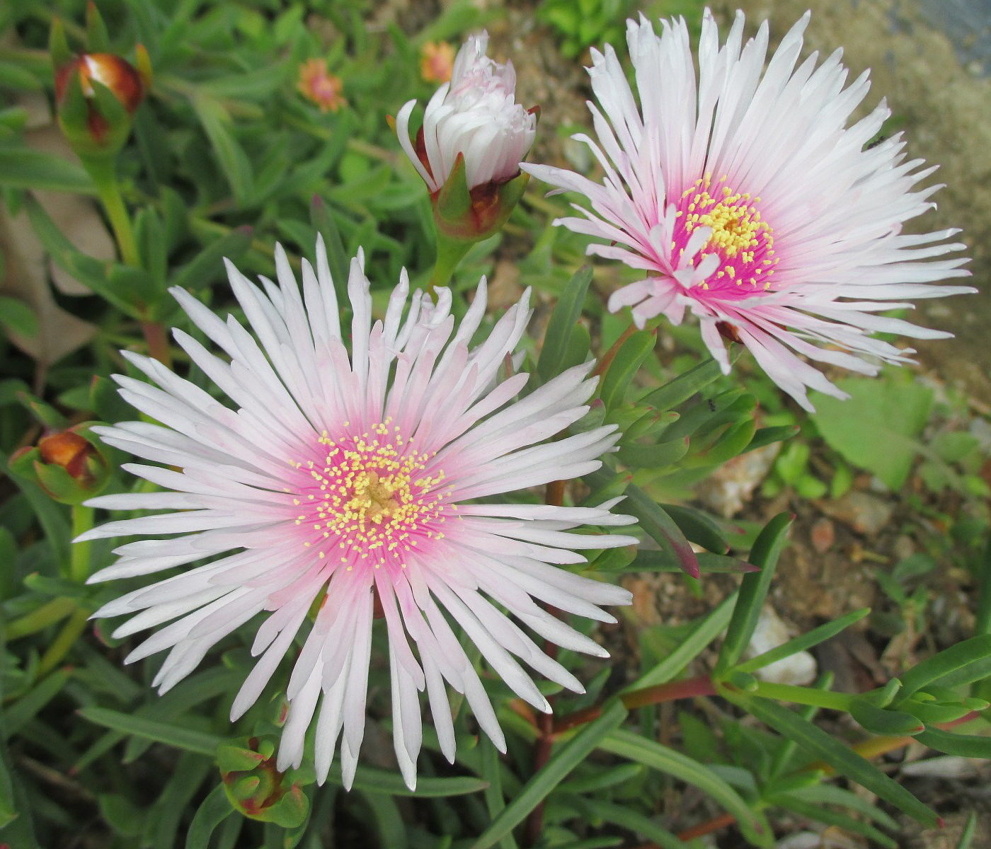 Image of Lampranthus spectabilis specimen.