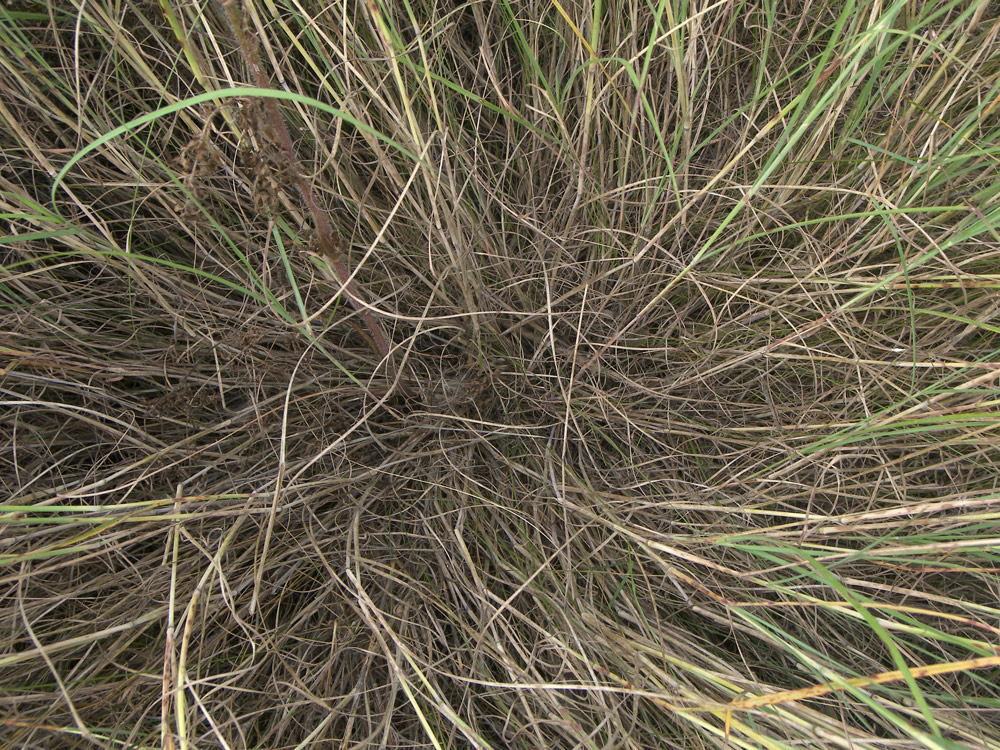 Image of Bothriochloa caucasica specimen.