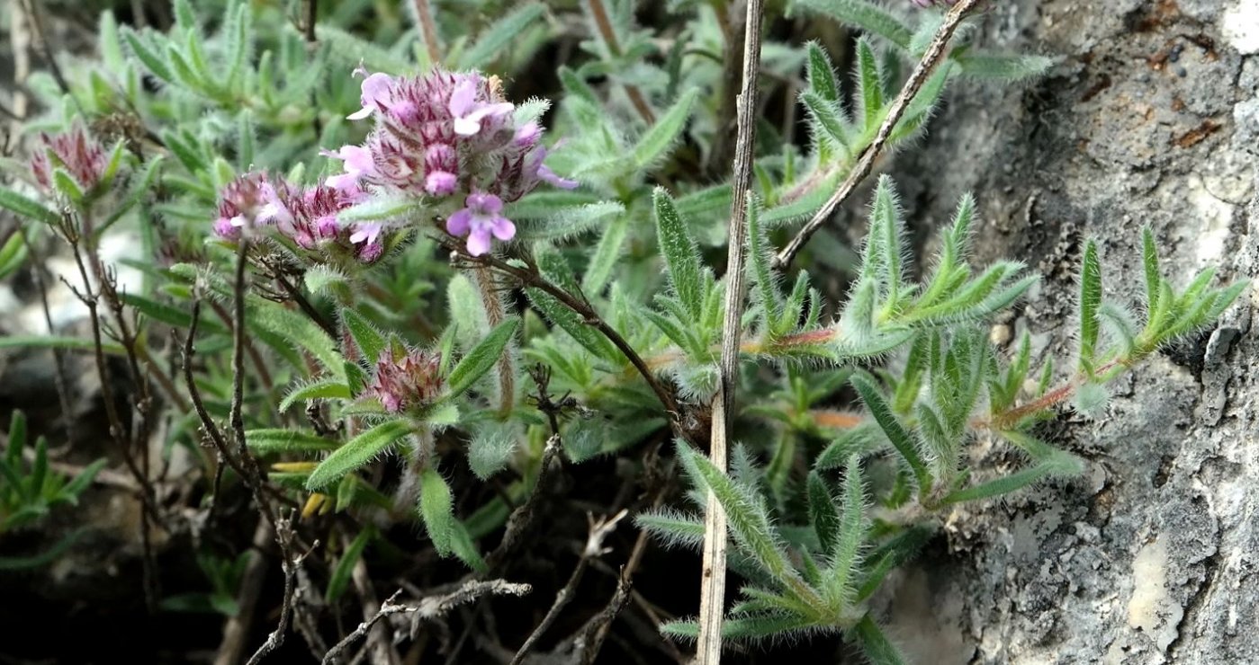 Изображение особи Thymus roegneri.