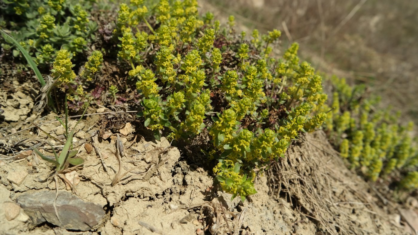 Image of Cruciata taurica specimen.