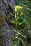 Erysimum cheiranthoides