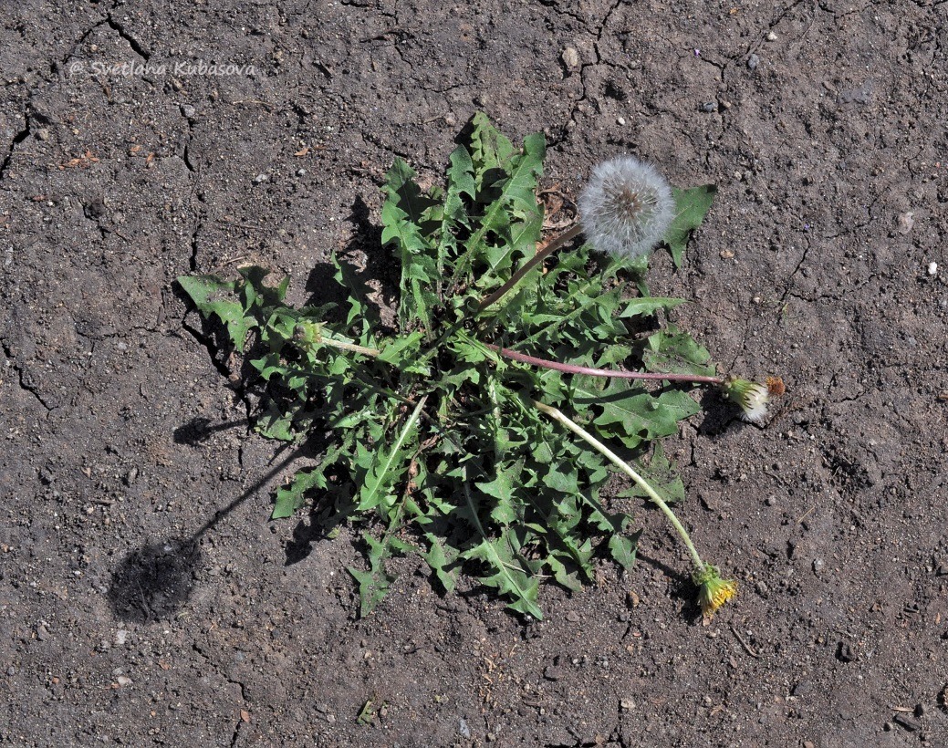 Изображение особи Taraxacum distantilobum.