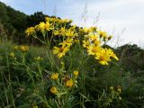 Senecio argunensis. Верхушка цветущего растения. Приморье, окр. г. Находка, разнотравный луг. 07.09.2016.