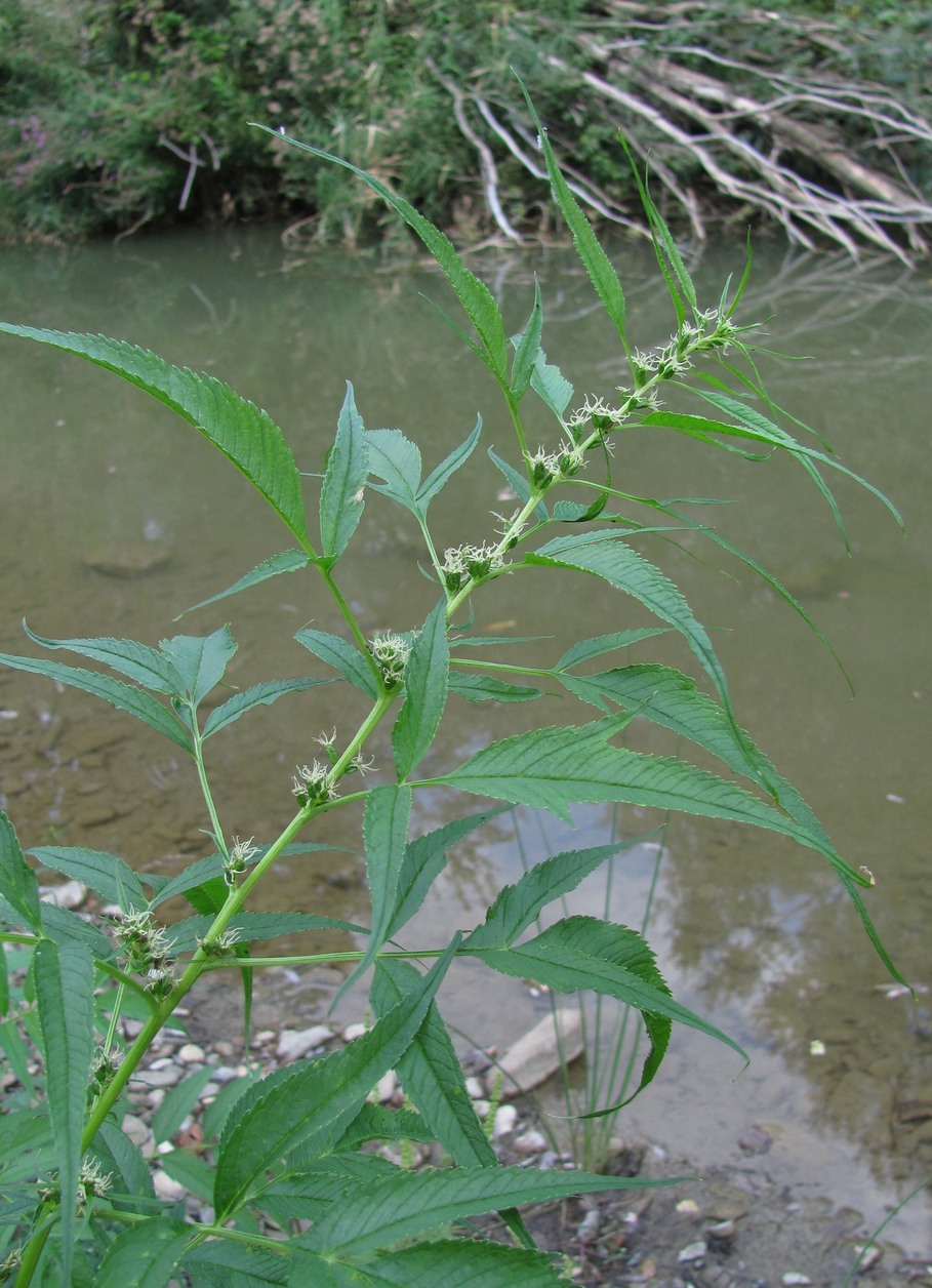 Image of Datisca cannabina specimen.