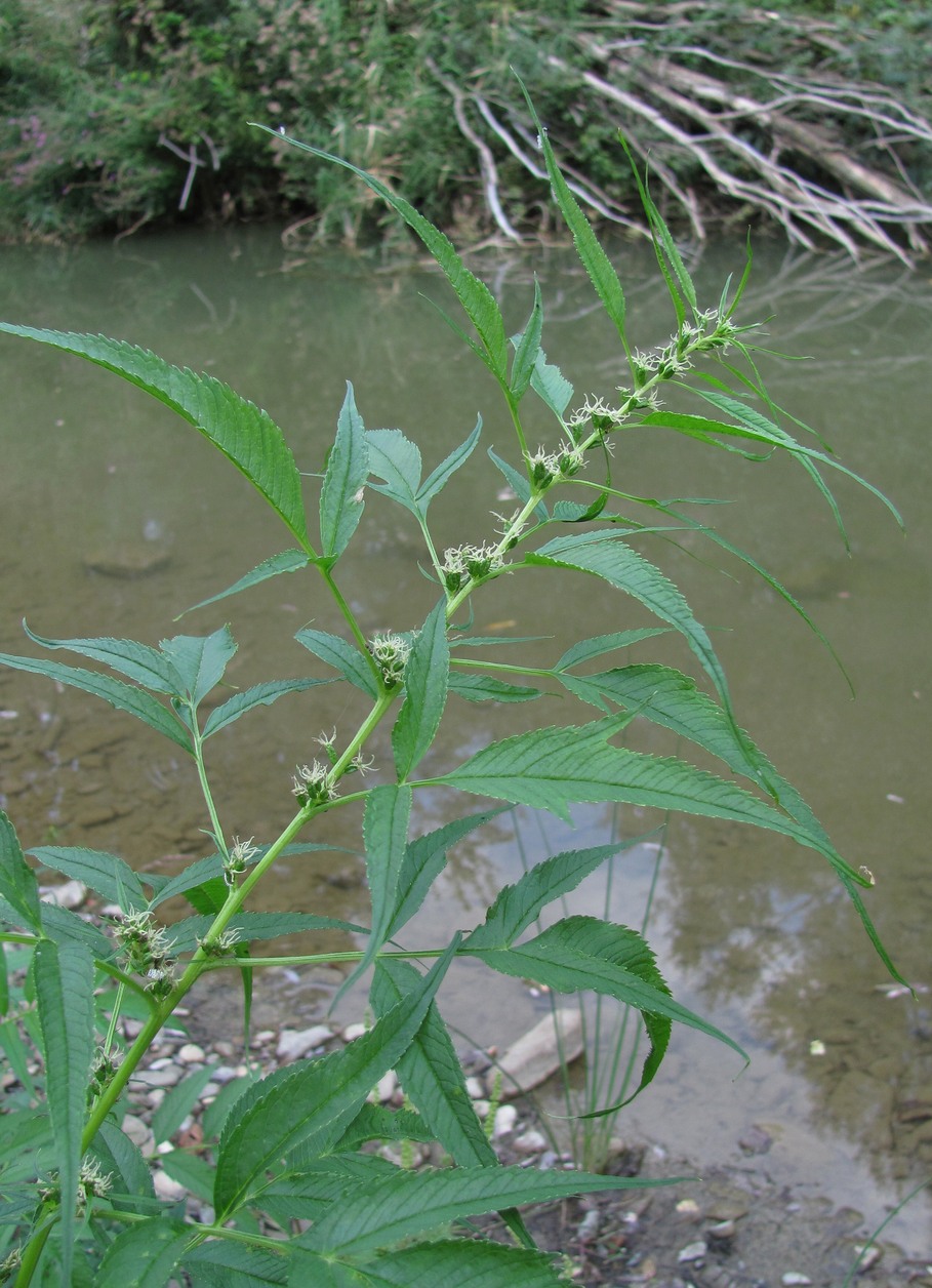 Изображение особи Datisca cannabina.