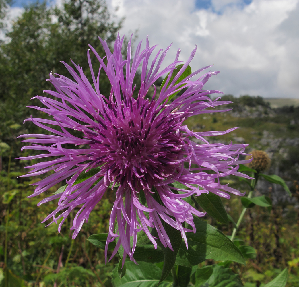 Image of Centaurea alutacea specimen.