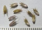 Alopecurus ponticus