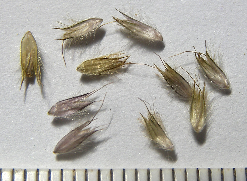 Image of Alopecurus ponticus specimen.