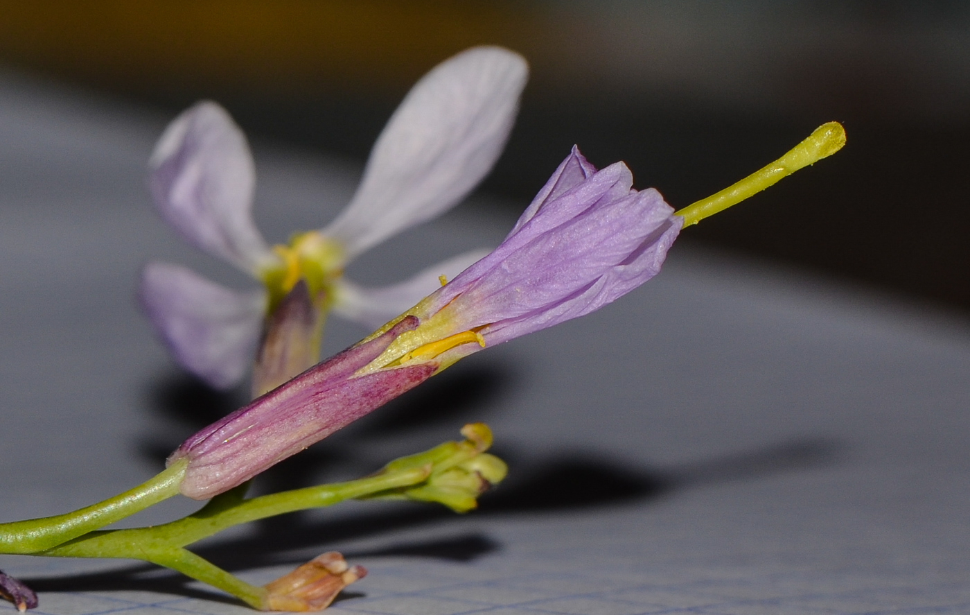 Изображение особи Pseuderucaria clavata.