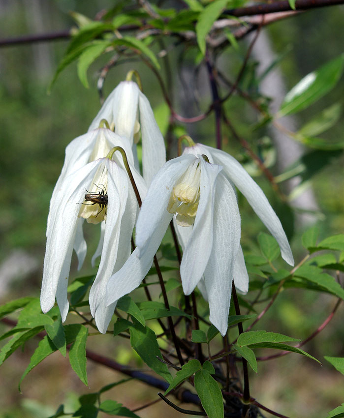 Изображение особи Atragene sibirica.