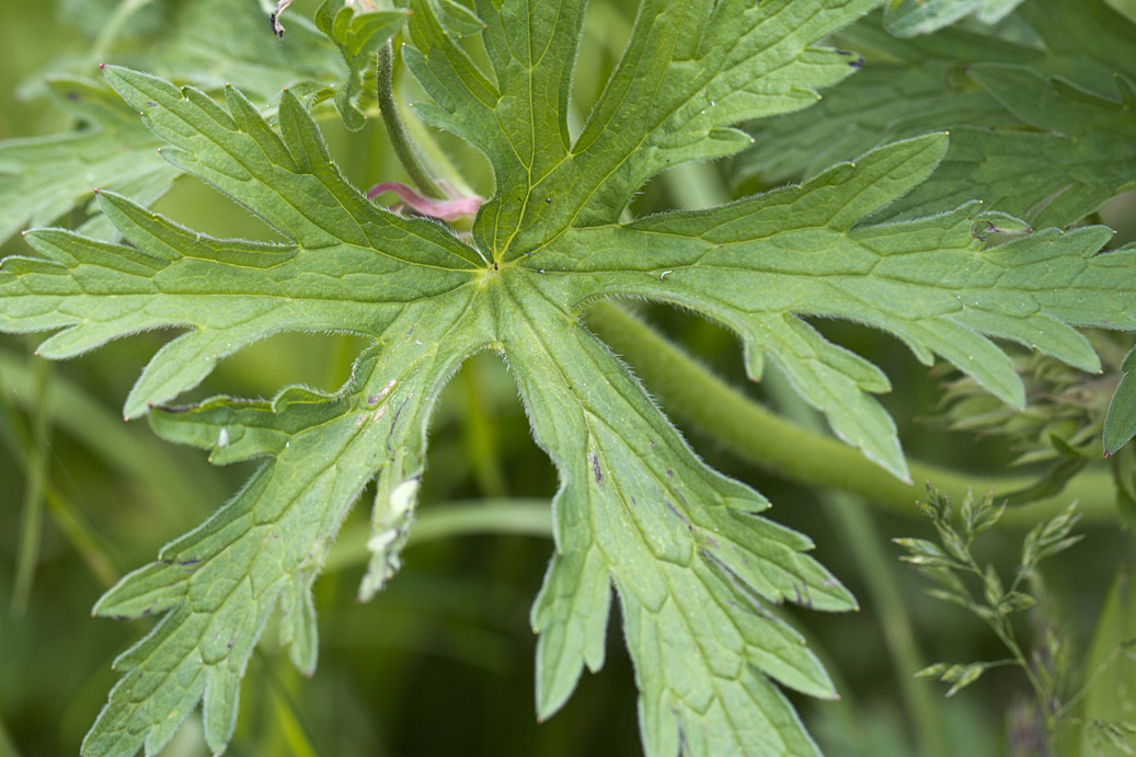 Изображение особи Geranium pratense.