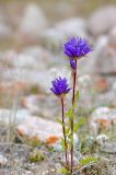 Campanula glomerata. Цветущее растение. Казахстан, Алматинская обл., Заилийский Алатау, ущ. Озерное, каменистая высокогорная степь, 2900 м н.у.м. 03.09.2016.