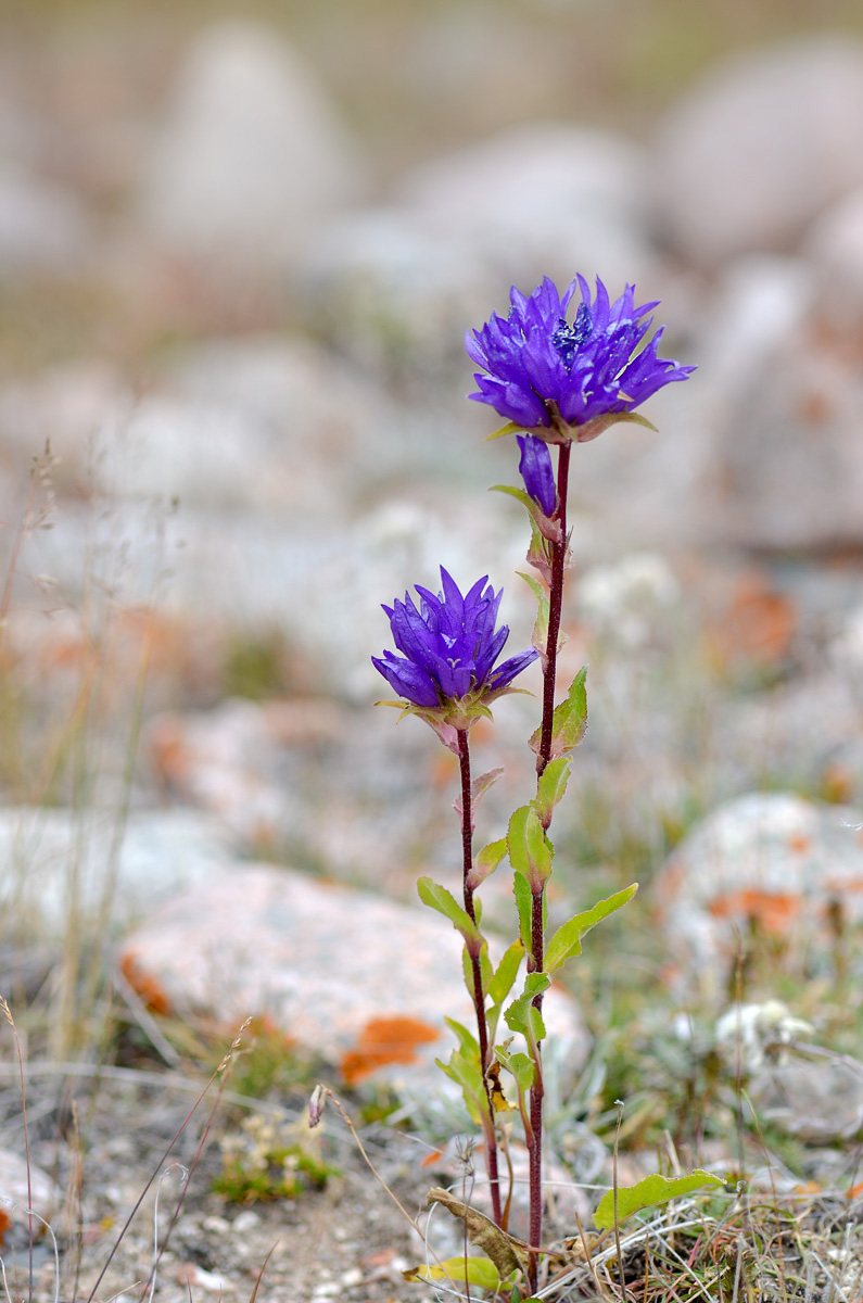 Image of Campanula glomerata specimen.