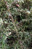Artemisia scoparia