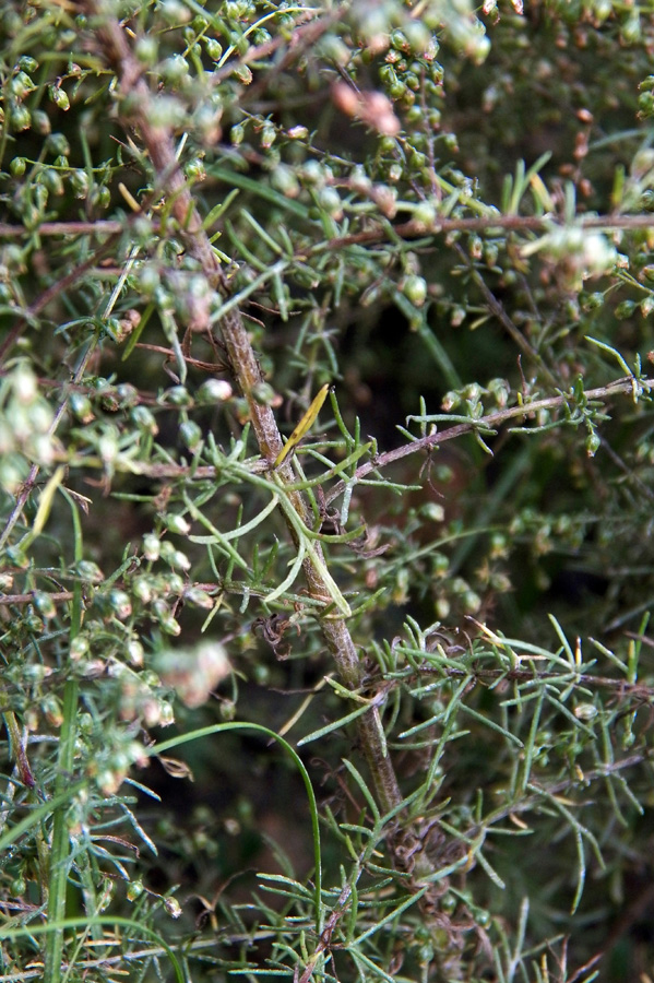 Image of Artemisia scoparia specimen.