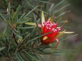 Lambertia formosa. Верхушка побега с соцветием. Австралия, Новый Южный Уэльс, национальный парк \"Blue Mountains\" (\"Голубые Горы\"), эвкалиптовый лес. 04.04.2009.