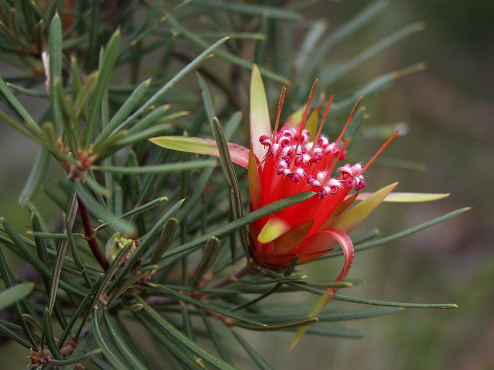 Изображение особи Lambertia formosa.