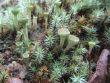 Cladonia fimbriata