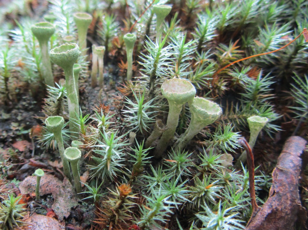 Изображение особи Cladonia fimbriata.