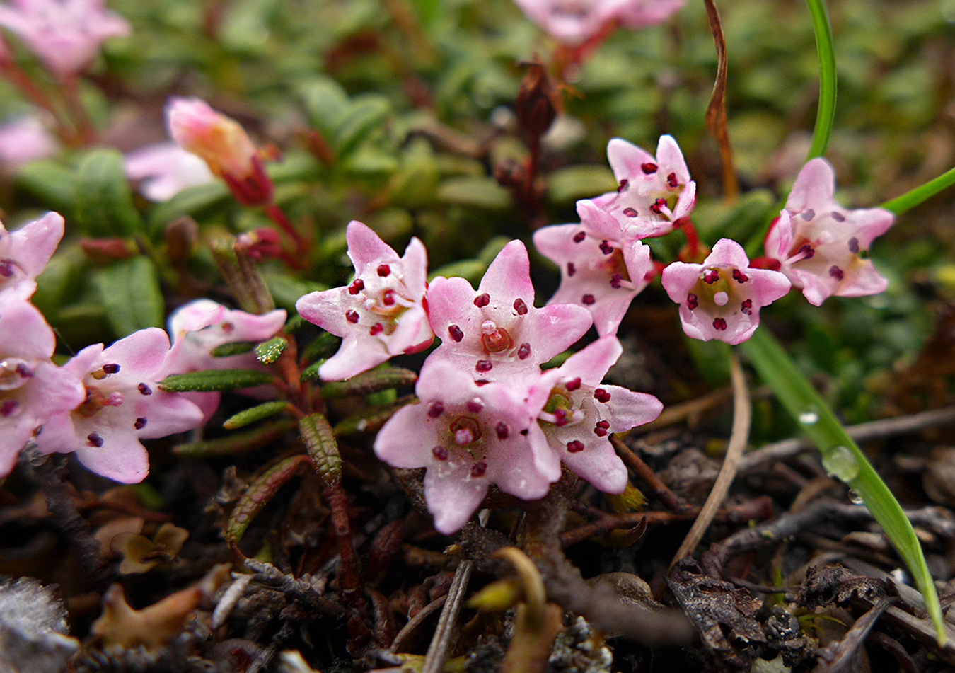 Image of Loiseleuria procumbens specimen.
