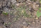Crypsis schoenoides