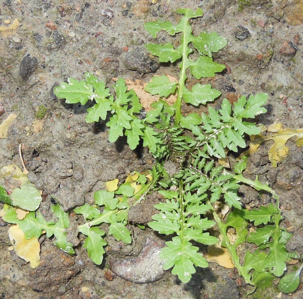 Image of Rorippa palustris specimen.