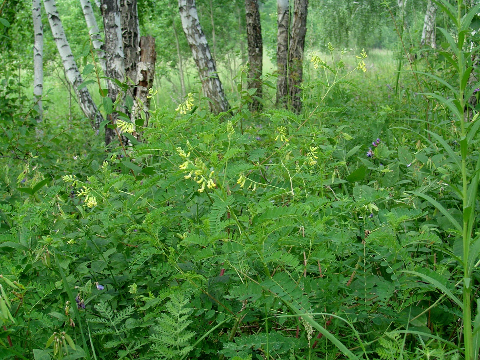Image of Astragalus propinquus specimen.