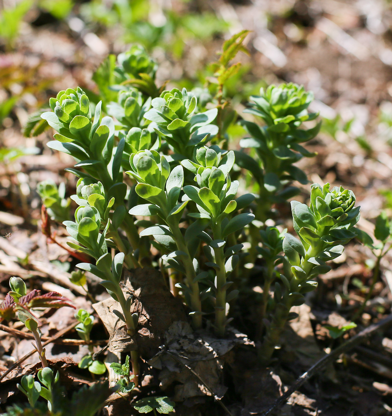 Image of Rhodiola rosea specimen.