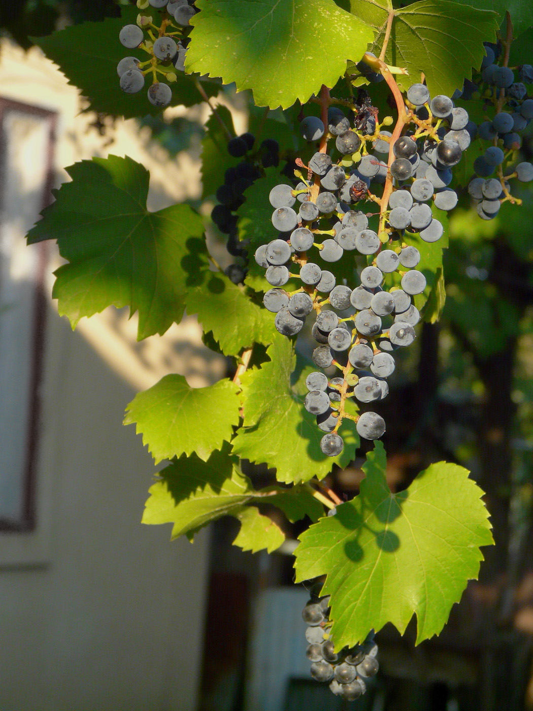 Image of Vitis &times; bacoi specimen.