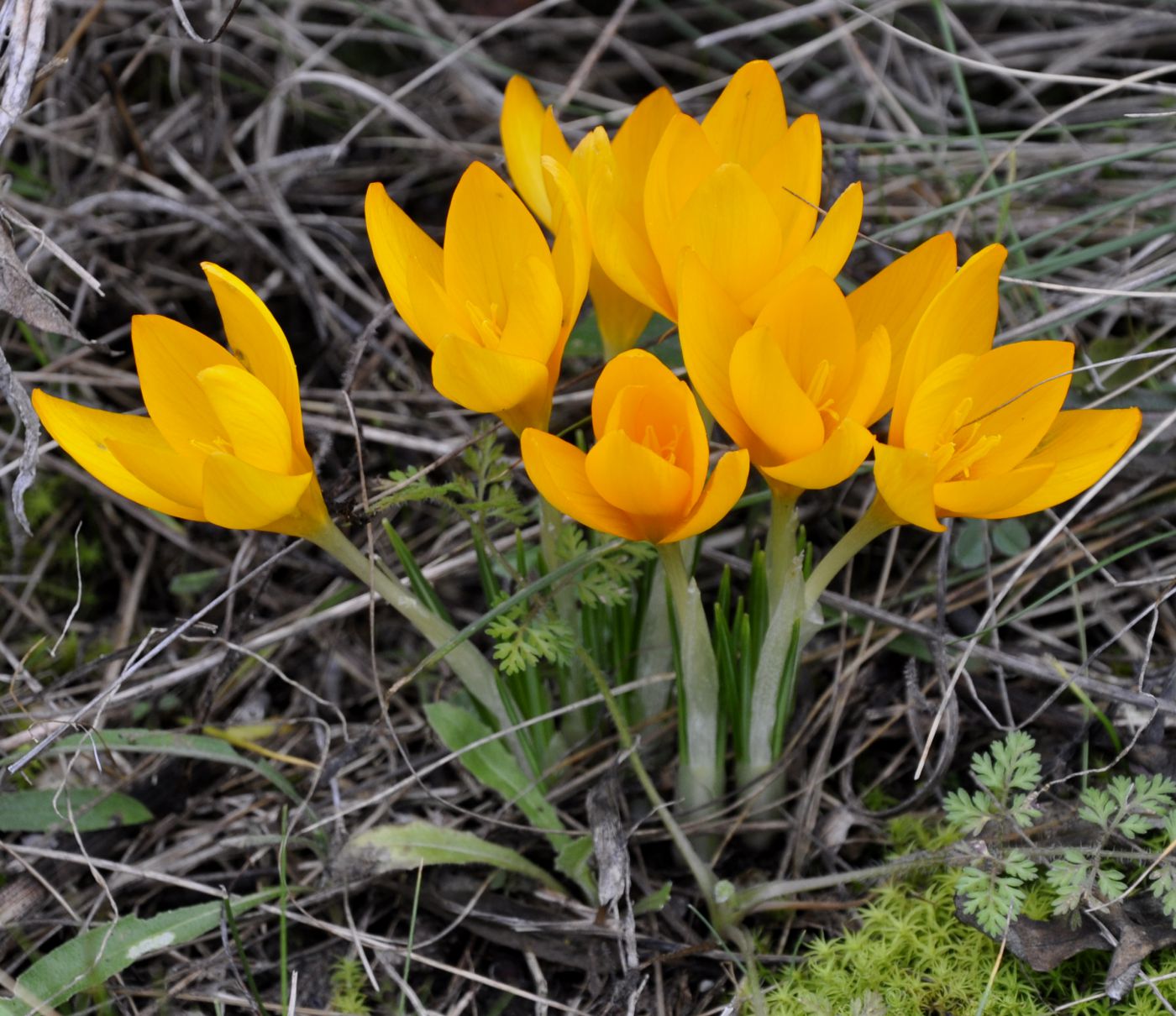 Image of Crocus chrysanthus specimen.