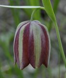 Fritillaria gussichiae