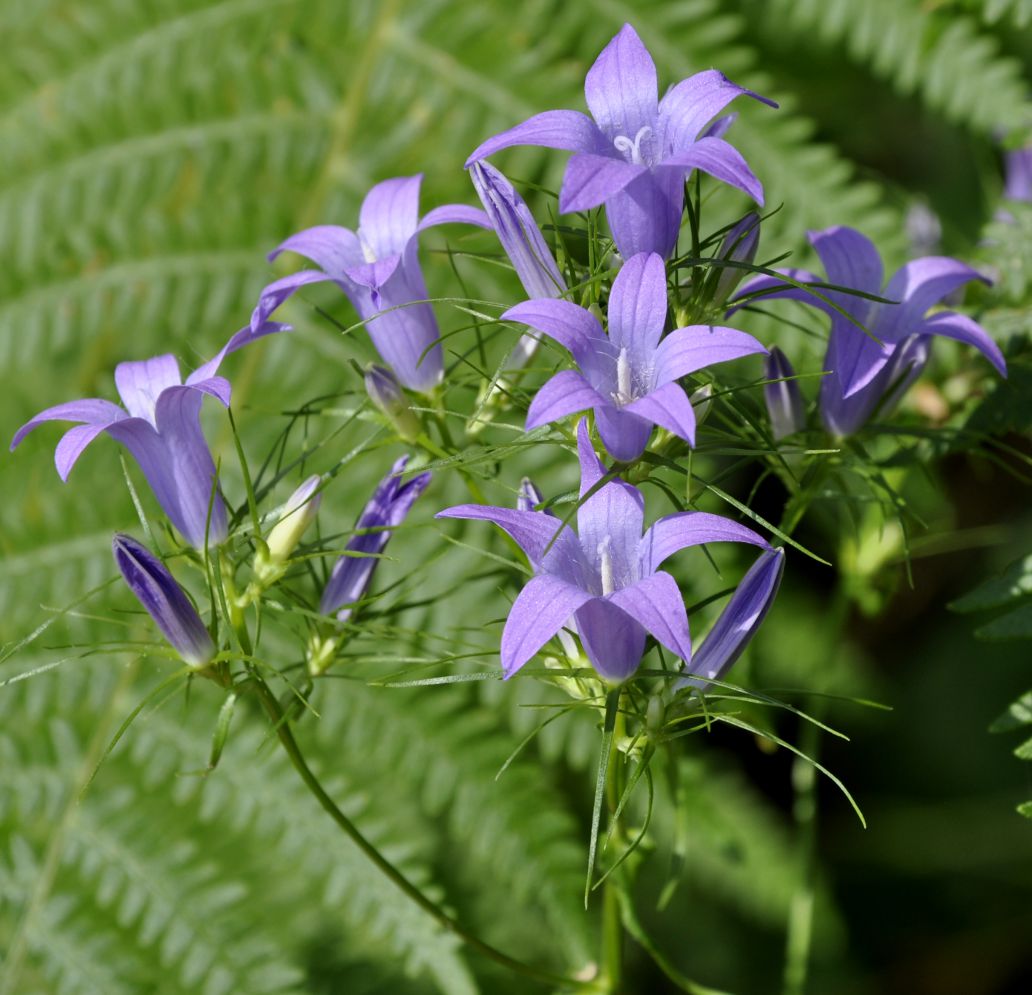 Image of genus Campanula specimen.