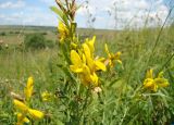 Genista tinctoria. Фрагмент верхушки побега с соцветиями. Республика Мордовия, Ромодановский р-н, окр. с. Вырыпаево, луг на открытом склоне. 16 июля 2015 г.