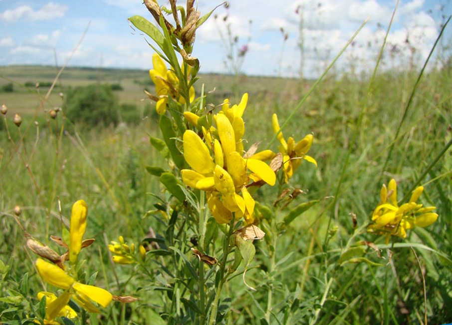 Image of Genista tinctoria specimen.
