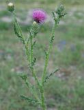 Carduus acanthoides. Верхушка растения с соцветиями. Орловская обл., национальный парк \"Орловское полесье\". 03.07.2007.