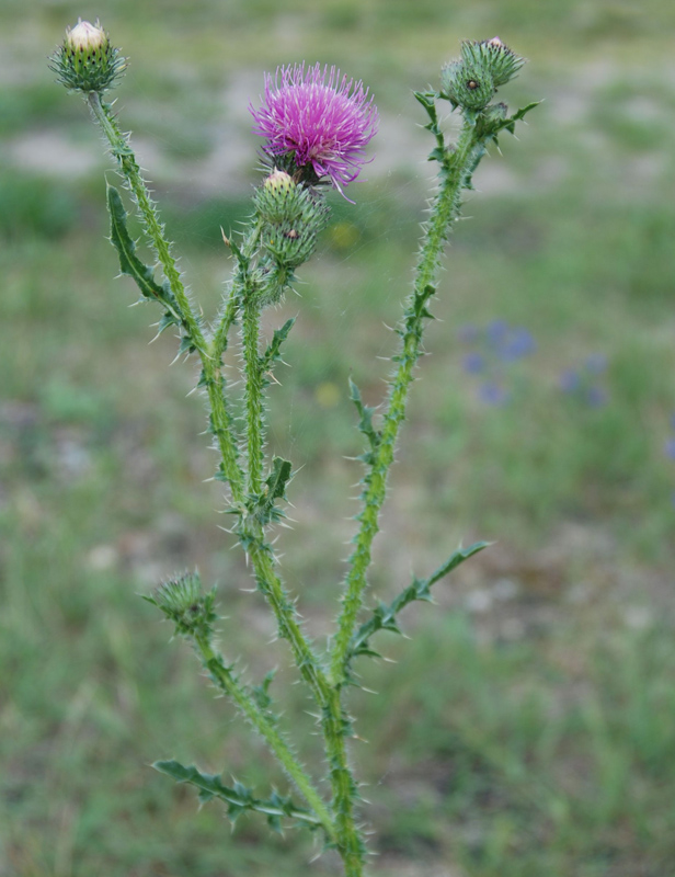 Image of Carduus acanthoides specimen.