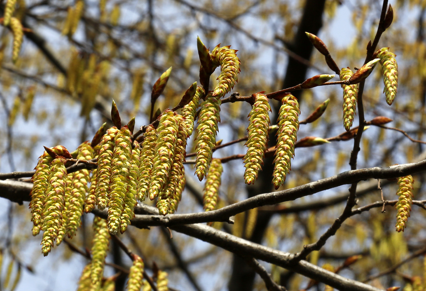 Изображение особи Carpinus betulus.