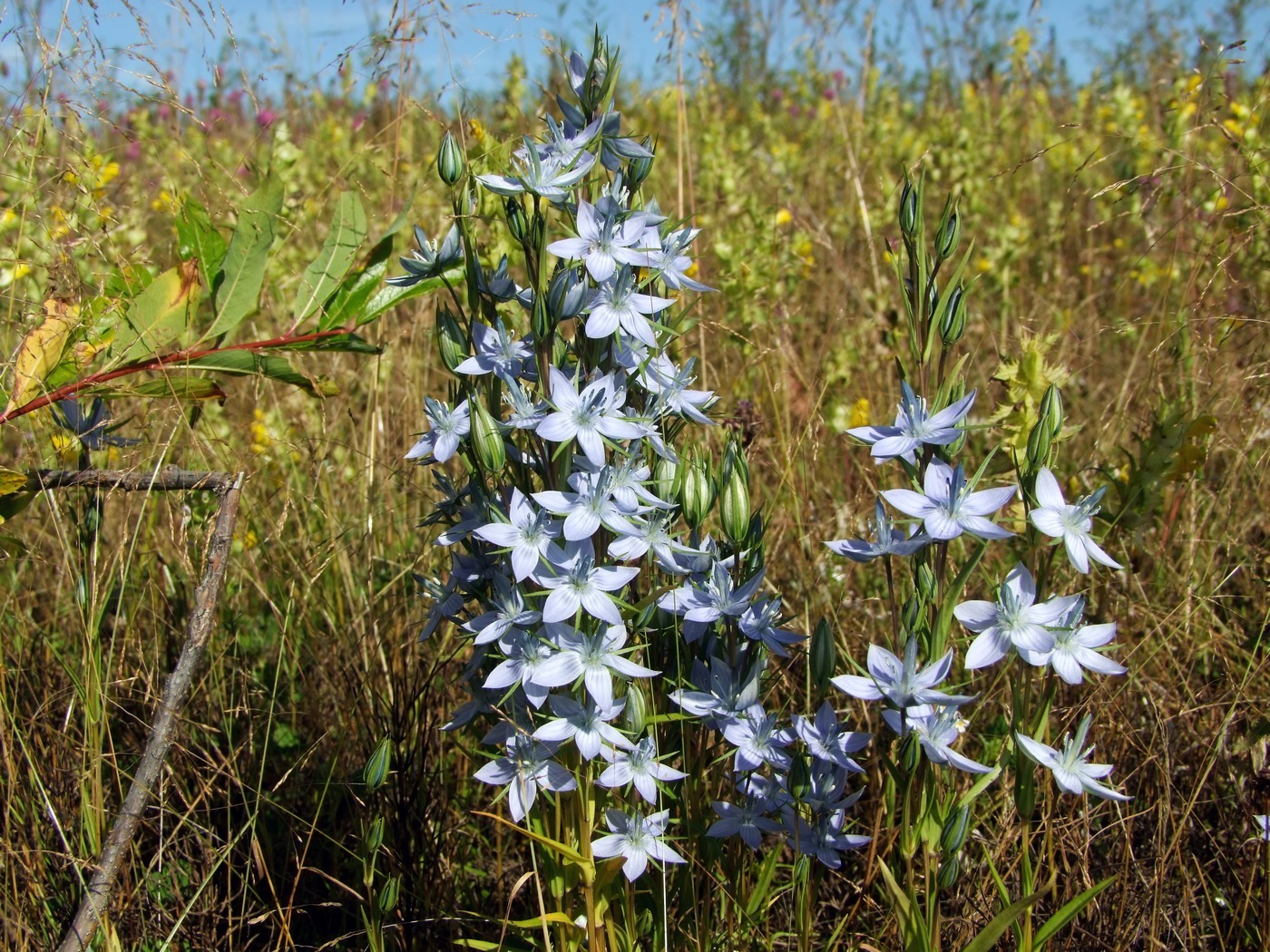 Изображение особи Lomatogonium rotatum.