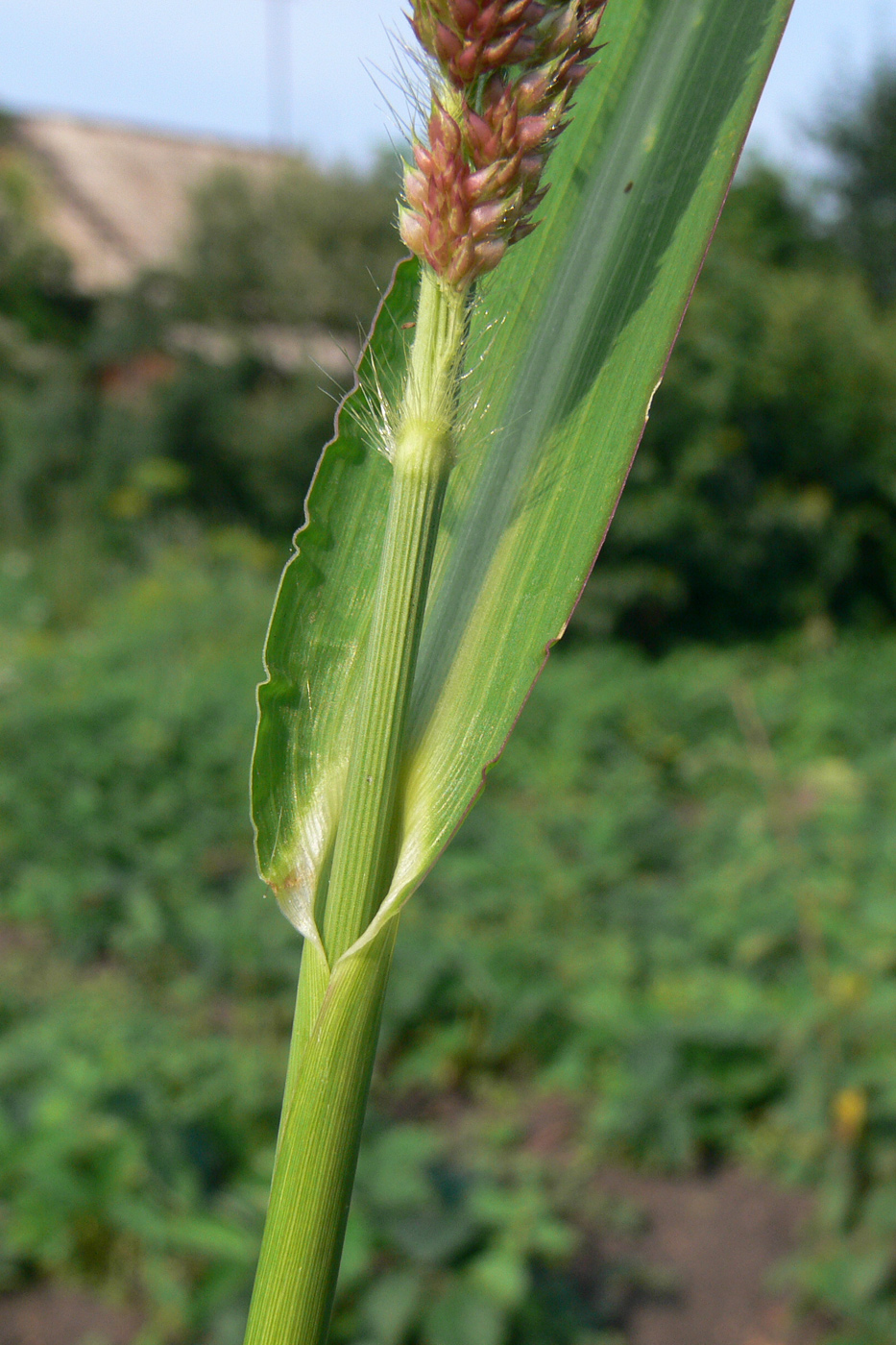 Image of Echinochloa crus-galli specimen.