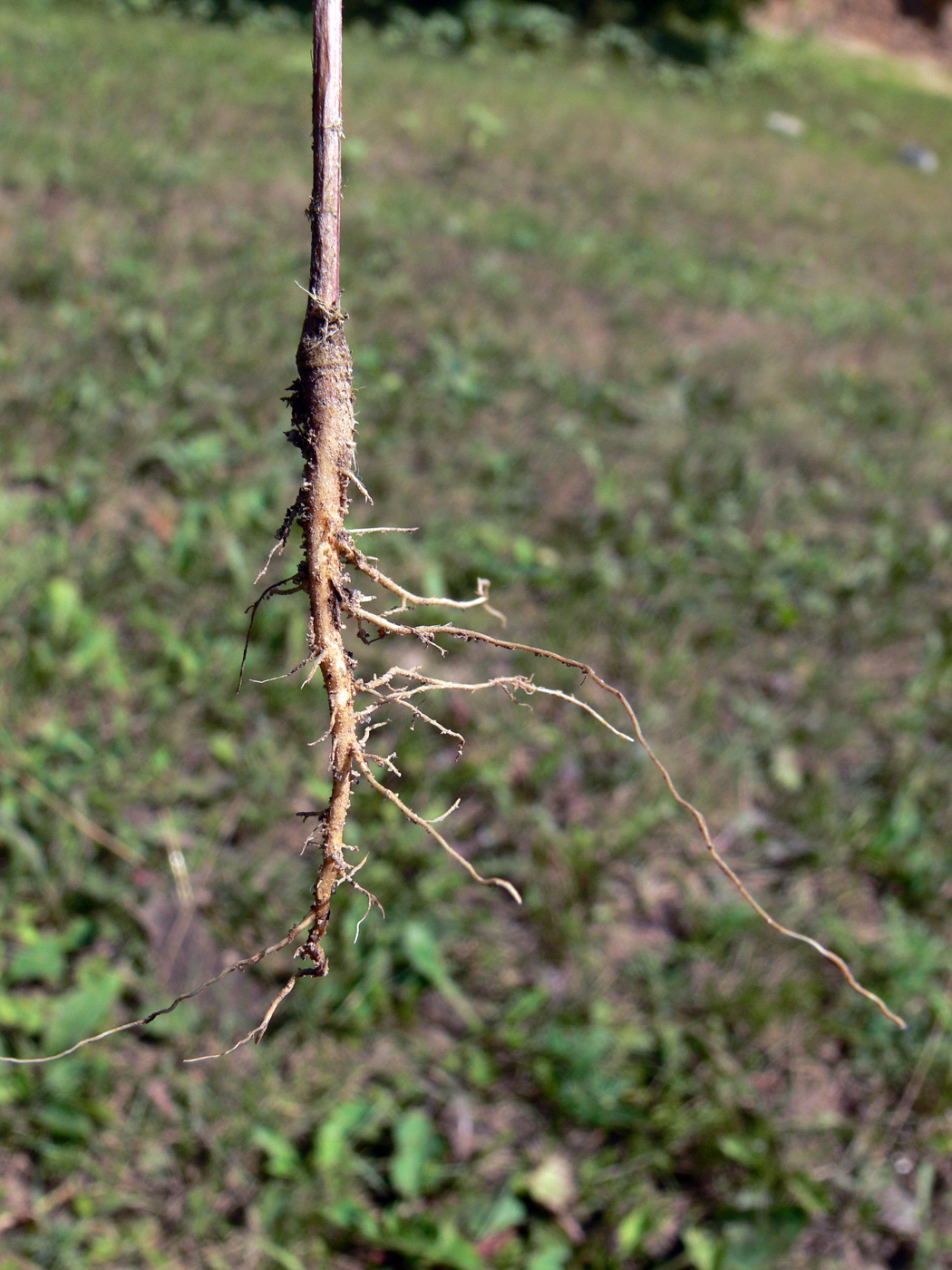 Image of Crepis tectorum specimen.